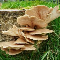 Oesterzwam-paddenstoelen-kweken-Flickr-Sarah-Ward